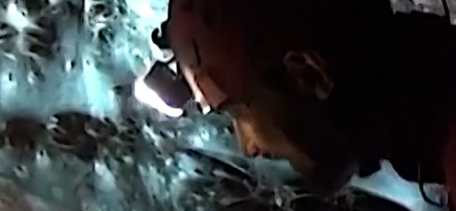 researchers-find-massive-spider-web-in-cave