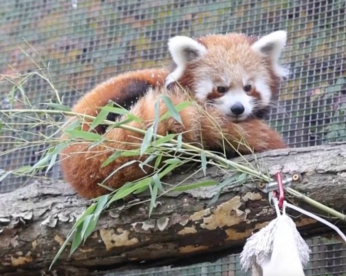 red-panda-cubs-see-snow-for-the-first-time-at-a-us-zoo
