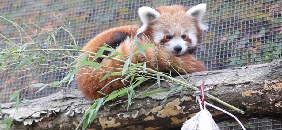 red-panda-cubs-see-snow-for-the-first-time-at-a-us-zoo