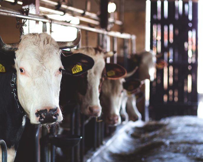 revealed:-us.-dairy-industry-push-to-water-down-global-emissions-framework