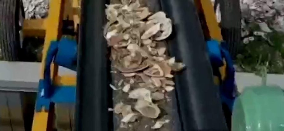 new-jersey-creates-reefs-from-recycled-oyster-shells