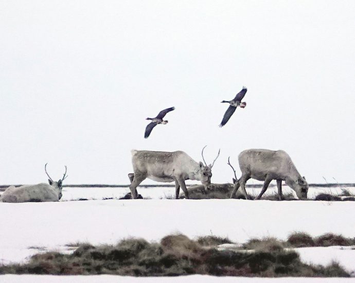 conocophillips-wants-to-explore-for-oil-in-an-arctic-wilderness