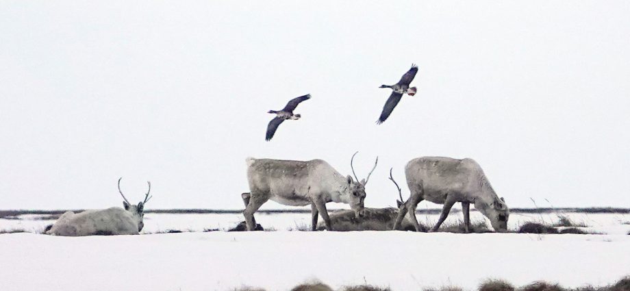 conocophillips-wants-to-explore-for-oil-in-an-arctic-wilderness