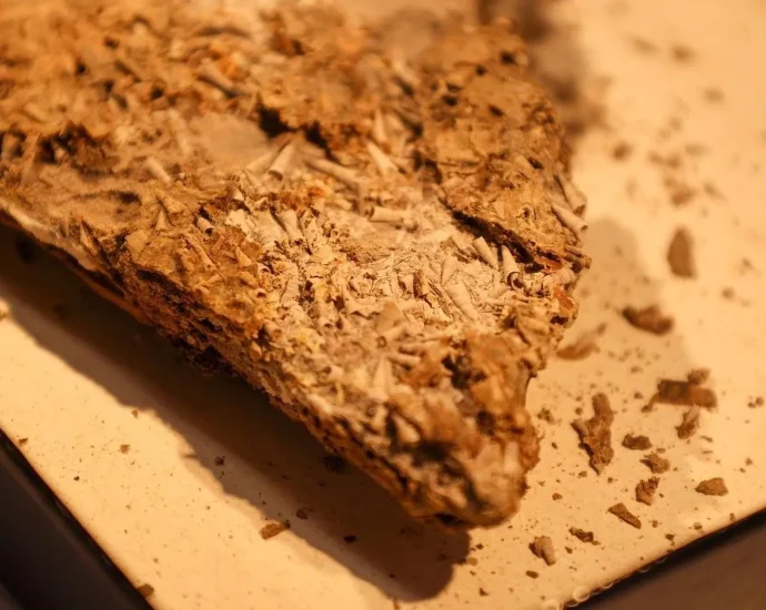 a-540-million-year-old-fossil-is-rewriting-evolution