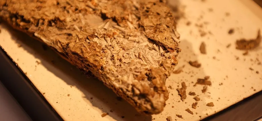 a-540-million-year-old-fossil-is-rewriting-evolution