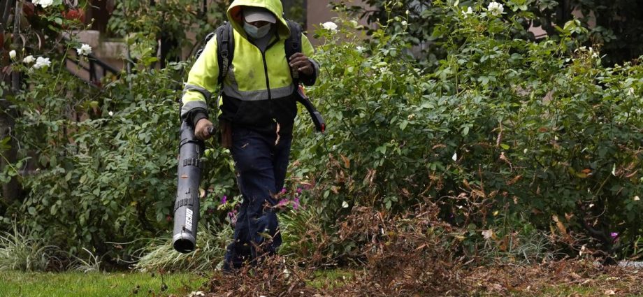 how-to-turn-fallen-leaves-into-valuable-soil-conditioner-this-fall