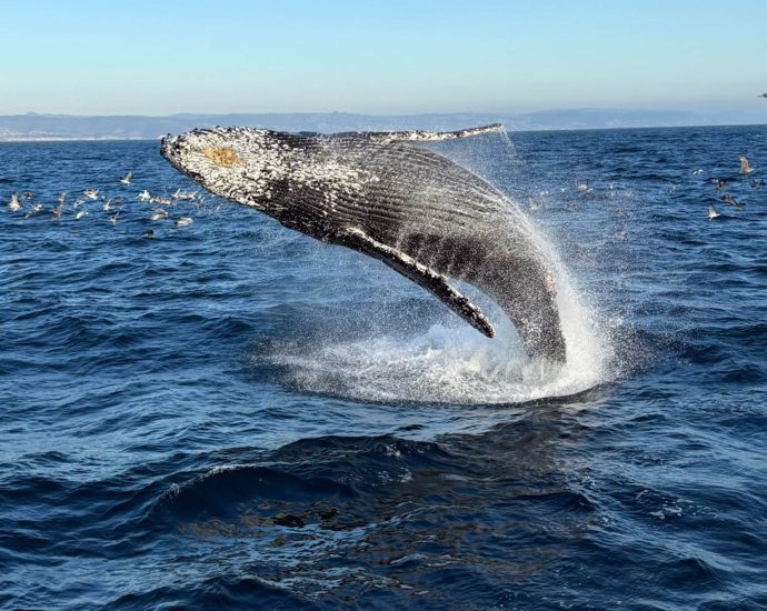 up-close-humpback-surprises-california-whale-watchers
