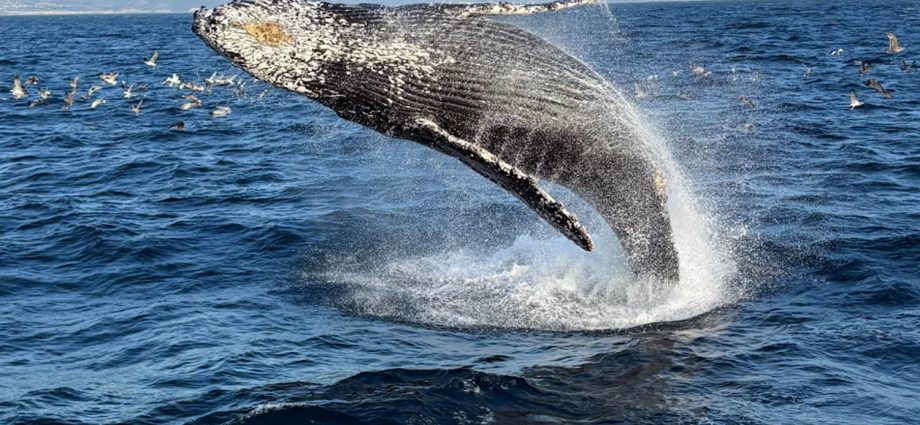 up-close-humpback-surprises-california-whale-watchers