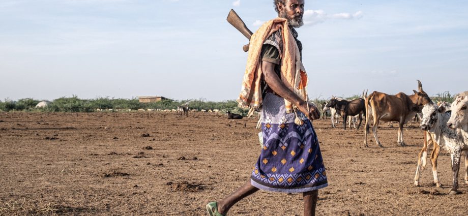 non-native-tree-devastates-ethiopia’s-ecosystems-and-threatens-livelihoods