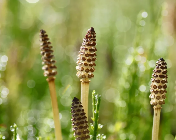 a-400-million-year-old-plant-creates-water-so-weird-it-looks-alien