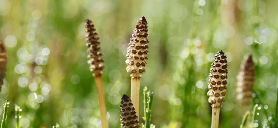a-400-million-year-old-plant-creates-water-so-weird-it-looks-alien