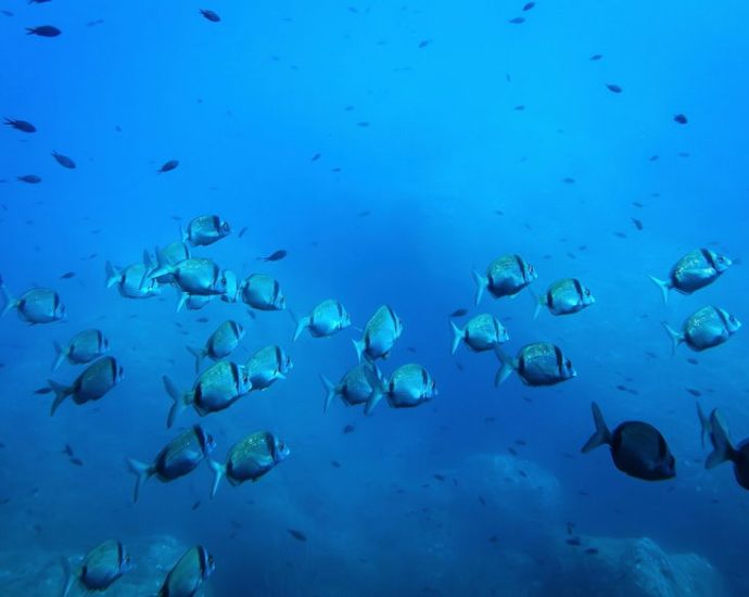 the-traitor-sets-sights-on-pacific-seafloor-near-the-mariana-trench