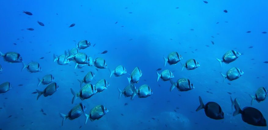 the-traitor-sets-sights-on-pacific-seafloor-near-the-mariana-trench