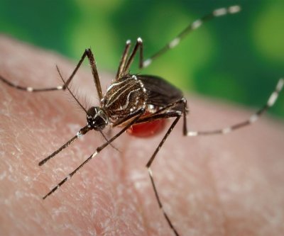 new-york-confirms-first-locally-acquired-case-of-chikungunya-virus