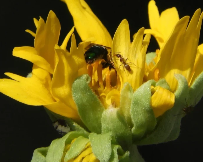 nectar-wars-between-bumble-bees-and-invasive-ants-drain-the-hive