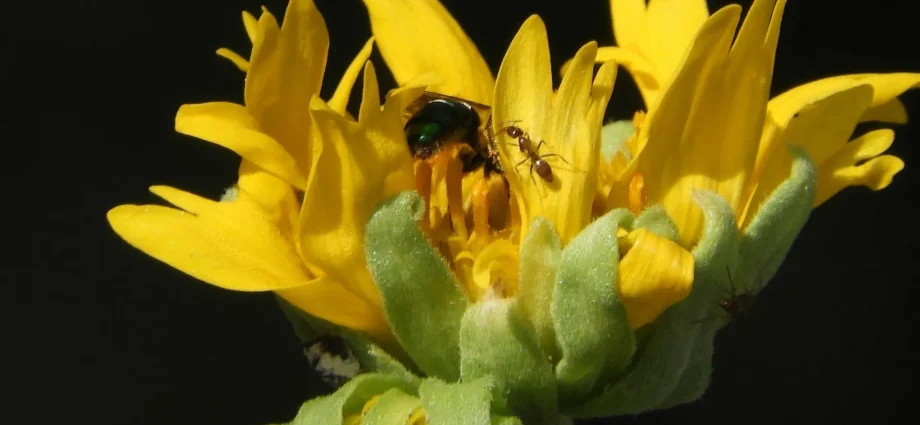 nectar-wars-between-bumble-bees-and-invasive-ants-drain-the-hive