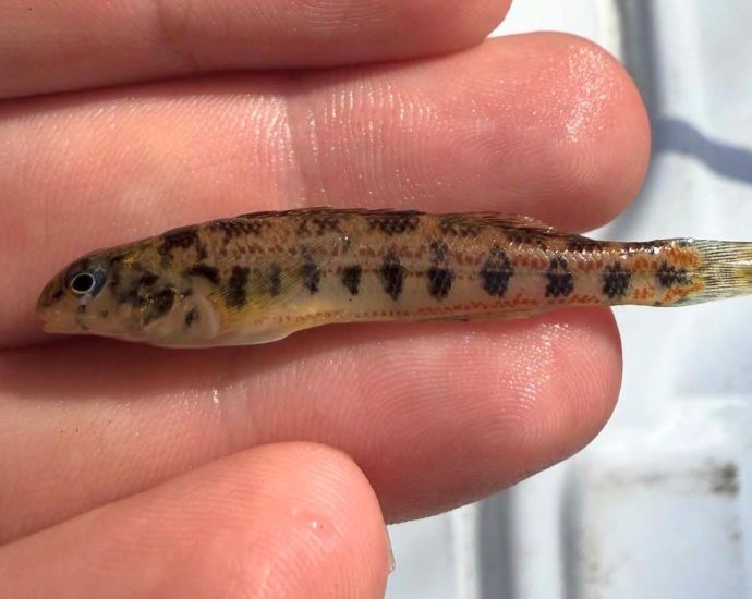 a-proposed-alabama-data-center-faces-new-hurdles:-a-‘road-to-nowhere’-and-the-birmingham-darter