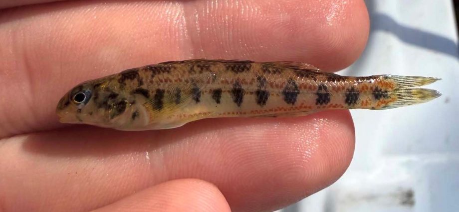 a-proposed-alabama-data-center-faces-new-hurdles:-a-‘road-to-nowhere’-and-the-birmingham-darter