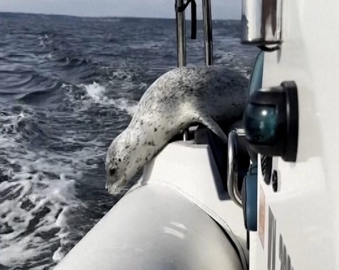 seal-evades-a-group-of-orcas-by-jumping-on-a-boat