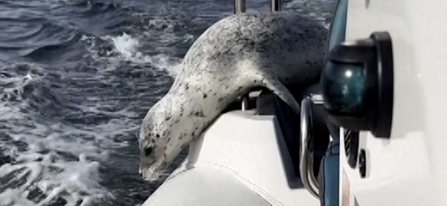 seal-evades-a-group-of-orcas-by-jumping-on-a-boat