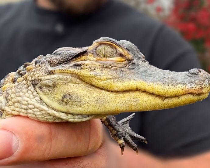 it’s-no-croc:-alligator-awaits-new-home-after-rescue-from-the-streets-of-boston