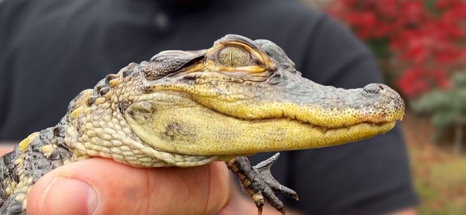 it’s-no-croc:-alligator-awaits-new-home-after-rescue-from-the-streets-of-boston