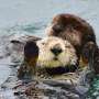 Baby sea otter is reunited with mother in central California after dramatic rescue