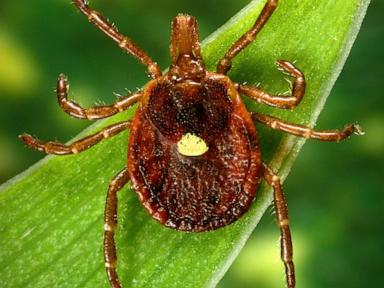 scientists-document-a-death-from-a-meat-allergy-tied-to-certain-ticks