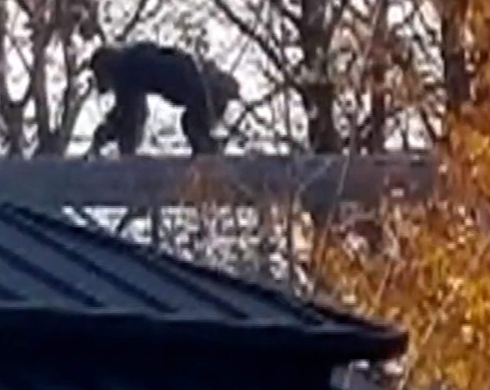 chimp-returned-after-escaping-at-indianapolis-zoo