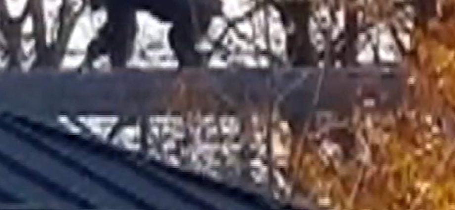 chimp-returned-after-escaping-at-indianapolis-zoo