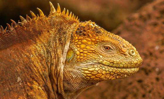 at-risk-mountain-vipers-and-iguanas,-in-rare-company-at-key-wildlife-talks