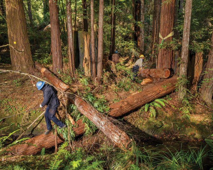 in-mendocino,-river-restoration-pays-off-for-salmon