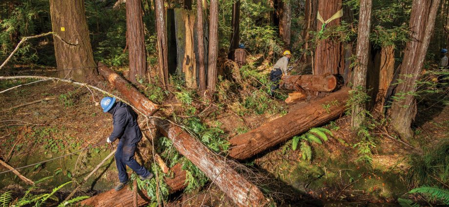 in-mendocino,-river-restoration-pays-off-for-salmon