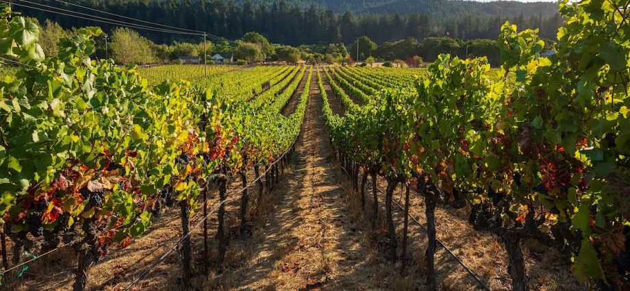 The ultimate guide to Sonoma’s wine country