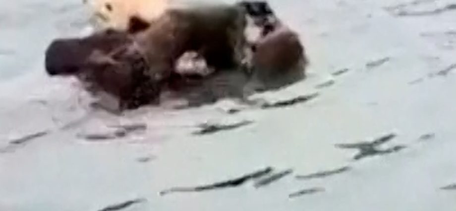 baby-sea-otter-reunites-with-mom-after-long-search