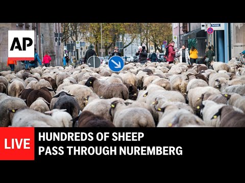 live:-hundreds-of-sheep-pass-through-nuremberg-to-reach-winter-quarters