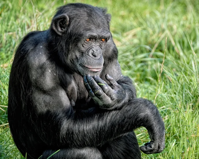 chimps-shock-scientists-by-changing-their-minds-with-new-evidence