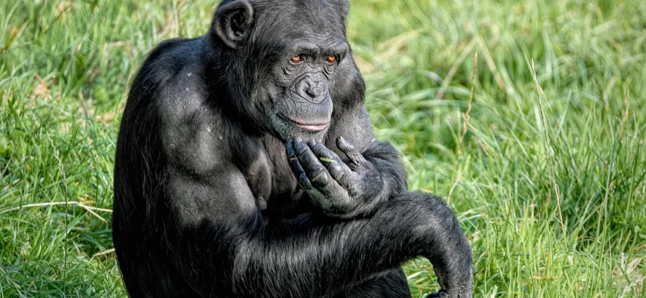 chimps-shock-scientists-by-changing-their-minds-with-new-evidence