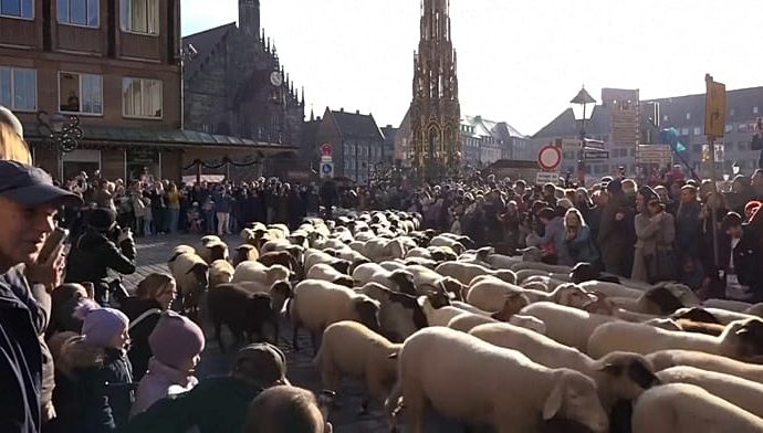 sheep-herds-move-through-german-cities-for-winter-pastures
