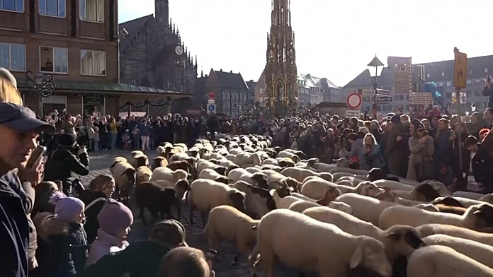 sheep-herds-move-through-german-cities-for-winter-pastures