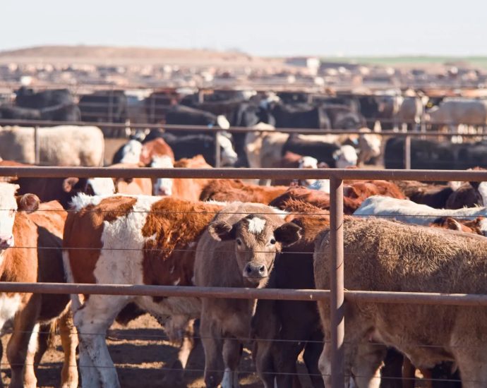 cattle-have-numerous-impacts-on-earth’s-climate-and-natural-environments,-despite-misconceptions