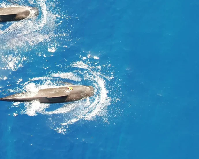 new-research-uncovers-the-massive-squid-diet-of-hawaiian-pilot-whales