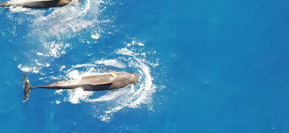 new-research-uncovers-the-massive-squid-diet-of-hawaiian-pilot-whales