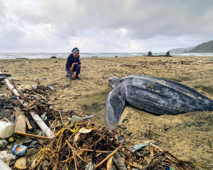 deadly-in-small-doses:-new-research-shows-the-lethal-effects-of-ingested-plastic-on-marine-animals