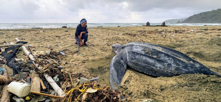 deadly-in-small-doses:-new-research-shows-the-lethal-effects-of-ingested-plastic-on-marine-animals