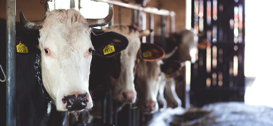 revealed:-us-dairy-industry-push-to-water-down-global-emissions-framework