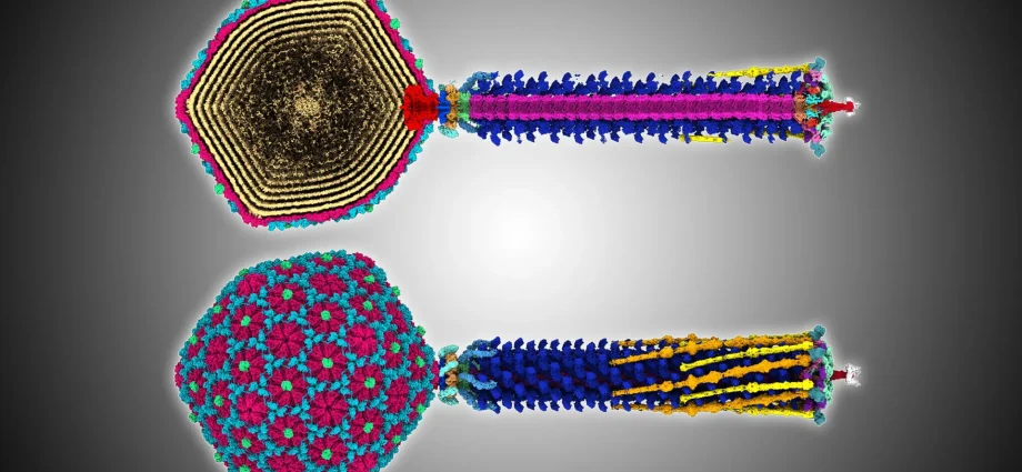 a-tiny-ancient-virus-reveals-secrets-that-could-help-fight-superbugs