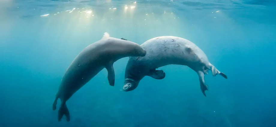 secret-underwater-language-of-hawaiian-monk-seals-has-25-new-calls