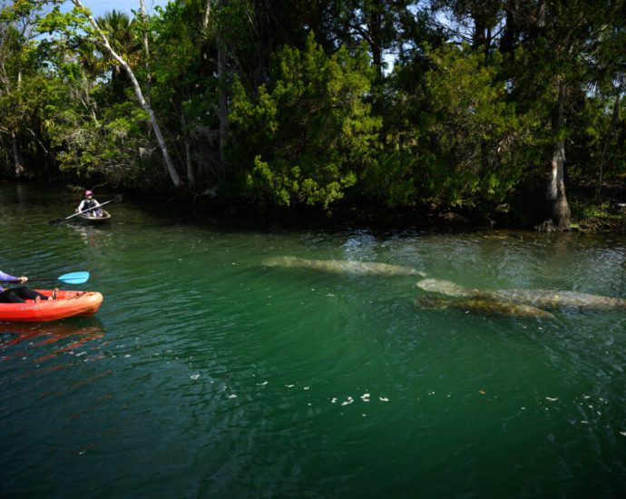 in-florida,-manatee-deaths-edge-up-slightly-in-2025