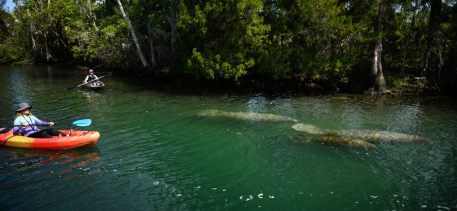 in-florida,-manatee-deaths-edge-up-slightly-in-2025